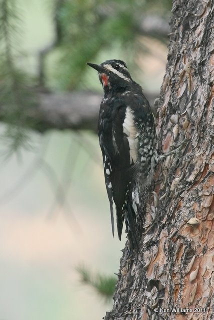 Williamson's Sapsucker male, Wild Basin, Rocky MT NP, CO, 8-28-11, Ja 8705.jpg