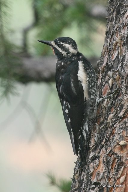 Williamson's Sapsucker male, Wild Basin, Rocky MT NP, CO, 8-28-11, Ja 8707.jpg