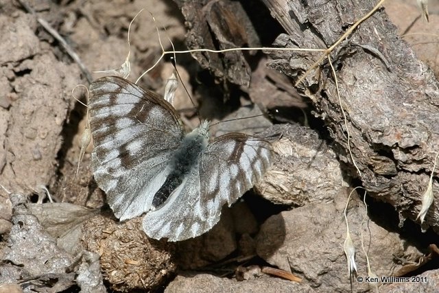 Checkered White female, Pontia protodice, FS road 723, W. Gunnison, Co, 9-1-11 Ja 9905.jpg