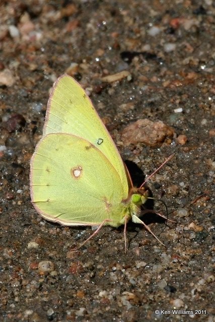 Clouded Sulphur - Colias philodice, near Parshall, CO, 8-29-11, Ja 9351.jpg