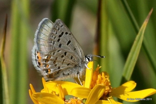 Dotted Blue, Euphilotes enoptes ancilla, Medicine Bow Curve, Rocky MT NP, CO, 8-27-11, Ja 8393.jpg