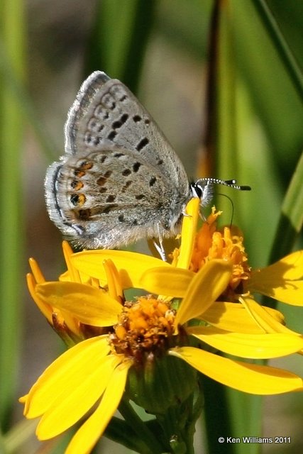 Dotted Blue, Euphilotes enoptes ancilla, Medicine Bow Curve, Rocky MT NP, CO, 8-27-11, Ja 8394.jpg