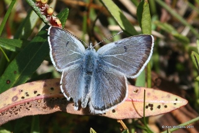 Greenish Blue, Plebejus saepiolus, Medicine Bow Curve, Rocky MT NP, CO, 8-27-11, Ja 8373.jpg