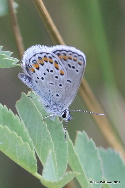 Melissa Blue - Lcaeides melissa, FS road 723, W. Gunnison, Co, 9-1-11 Ja 0352.jpg