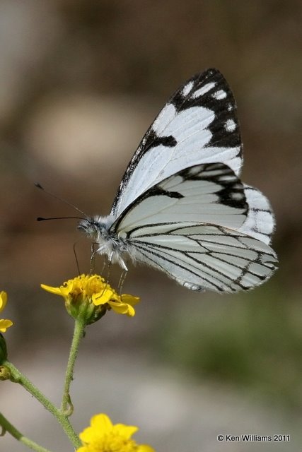 Pine White - Neophasia menapia, Wild Basin, Rocky MT NP, CO, 8-28-11, Ja 9002.jpg