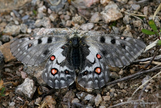 Rocky Mountain Parnassian, Parnassius smintheus,  Medicine Bow Curve, Rocky MT NP, CO, 8-27-11, Ja 8457.jpg