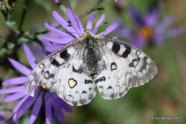 Rocky Mountain Parnassian, Parnassius smintheus, FS road 723, W. Gunnison, Co, 9-1-11 Ja 0040.jpg