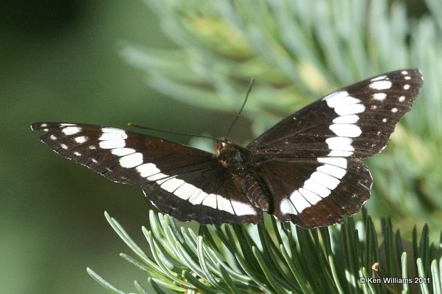 Weidemeyer's Admiral - Limenitis weidemeyerii, Wild Basin, Rocky MT NP, CO, 8-28-11, Ja 8609.jpg