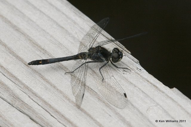 Black Meadowhawk male, Sprague's Lake, Rocky Mt. National Park, CO, 8-26-11 Ja 8187.jpg