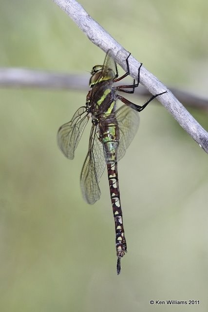 Blue-eyed Darner female, Lake Etling, OK 8-24-11, Ja 4793.jpg