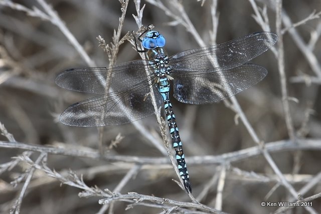 Blue-eyed Darner male, Below Optima Dam, Texas Co, OK, 8-23-11, Ja 4491.jpg