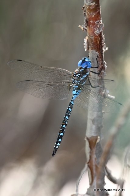 Blue-eyed Darner male, Below Optima Dam, Texas Co, OK, 8-23-11, Ja 4550.jpg