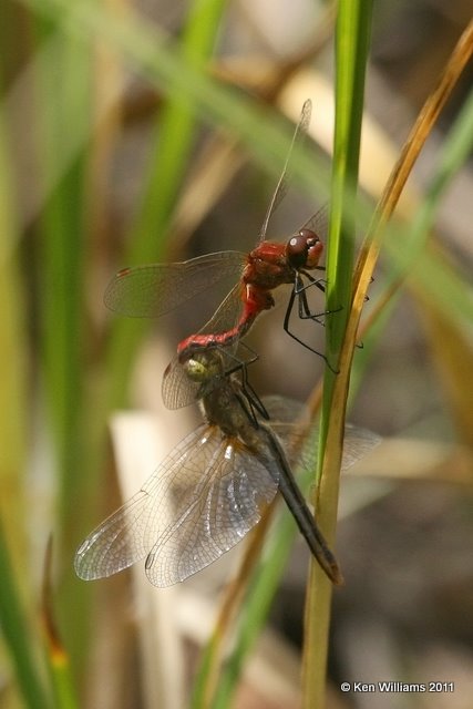 Cherry-faced Meadowhawk pair, Wild Basin, Rocky MT NP, CO, 8-28-11, Ja 8957.jpg