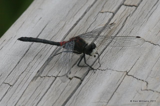 Crimson-ringed Whiteface - Leucorrhinia glacialis, Sprague's Lake, Rocky Mt. National Park, CO, 8-26-11 Ja 8181.jpg