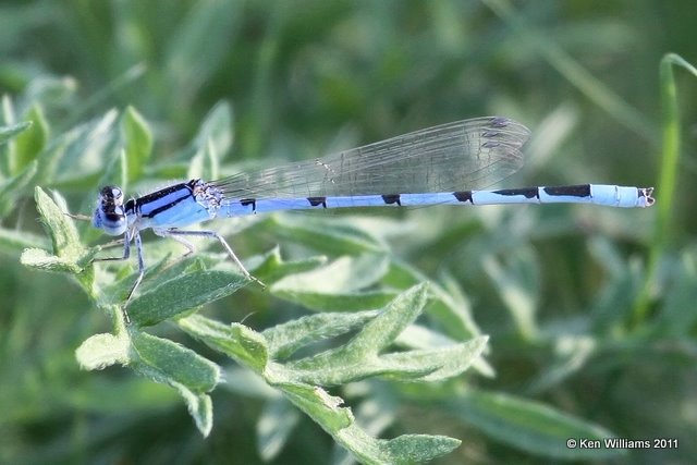 Familiar Bluet male, N. Boise City, Cimarron Co, OK 8-24-11, Ja 4903.jpg