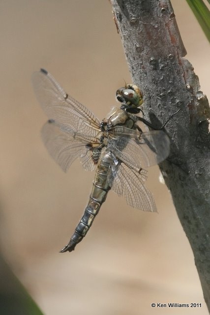 Four-spotted Skimmer, Wild Basin, Rocky MT NP, CO, 8-28-11, Ja 8941.jpg