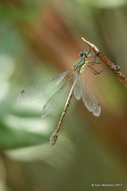 Northern Spreadwing female, Estes Park, CO, 8-28-11, Ja 8949.jpg