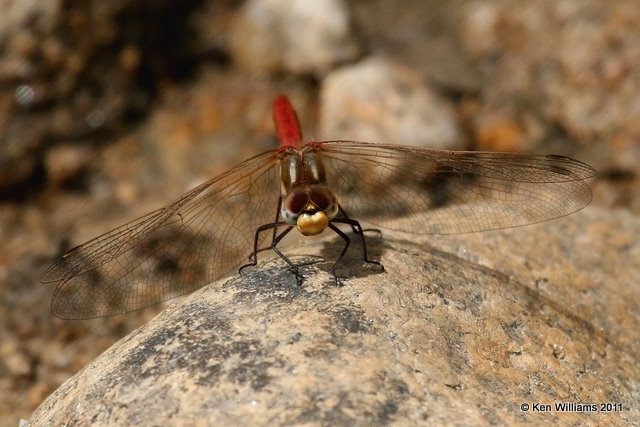 Striped Meadowhawk male, Wild Basin, Rocky MT NP, CO, 8-28-11, Ja 8945.jpg