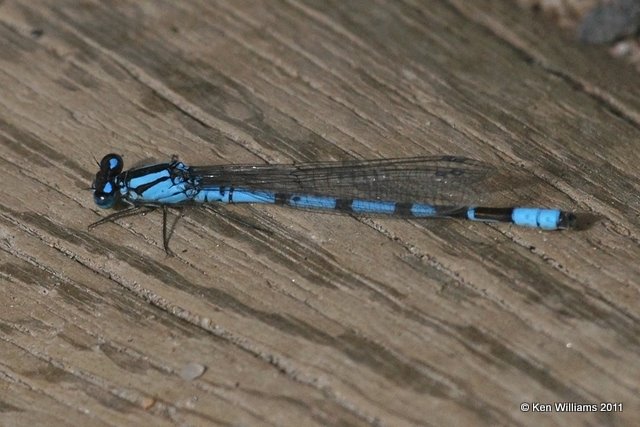 Tule Bluet male, Beaver Lake, Rocky Mt. National Park, CO, 8-26-11 Ja 8292.jpg