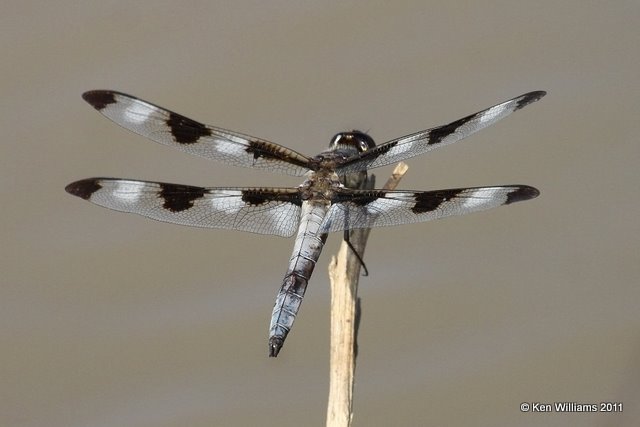 Twelve-spotted Skimmer male, N. Boise City, Cimarron Co, OK 8-24-11, Ja 4940.jpg