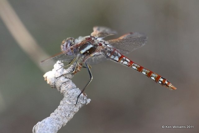 Variegated Meadowhawk male, Below Optima Dam, Texas Co, OK, 8-23-11, Ja 4480.jpg