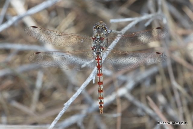 Variegated Meadowhawk male, Below Optima Dam, Texas Co, OK, 8-23-11, Ja 4487.jpg