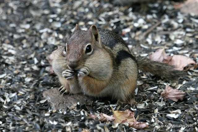 Golden-mantled Ground Squirrel, Box Canyon Falls, Quray, CO, 9-2-11, Ja 0512.jpg