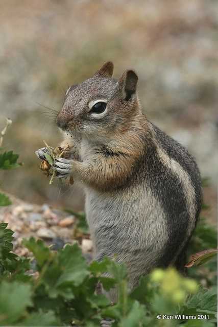 Golden-mantled Ground Squirrel, Sprague's Lake, Rocky Mt. National Park, CO, 8-26-11 Ja 8219.jpg