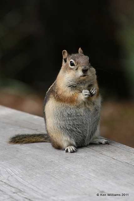 Golden-mantled Ground Squirrel, Sprague's Lake, Rocky Mt. National Park, CO, 8-26-11 Ja 8278.jpg