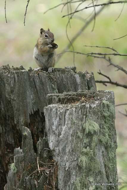 Golden-mantled Ground Squirrel, Wild Basin, Rocky MT NP, CO, 8-28-11, Ja 9060.jpg