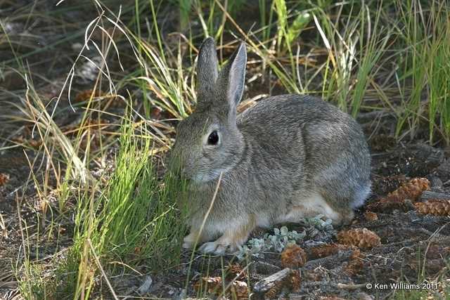 Mountain Cottontail Rabbit