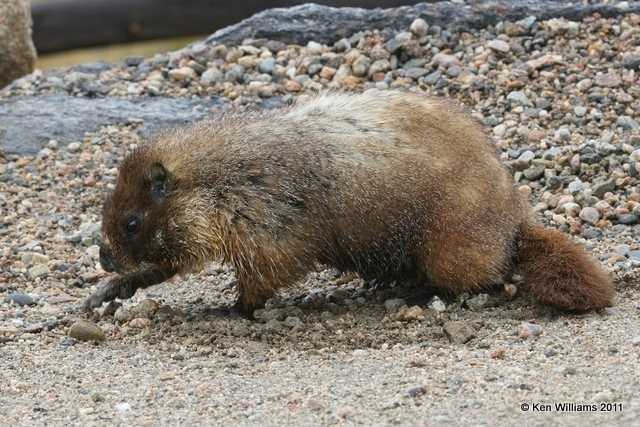 Yellow-bellied Marmot, Medicine Bow Curve, Rocky MT NP, CO, 8-29-11, Ja 9154.jpg