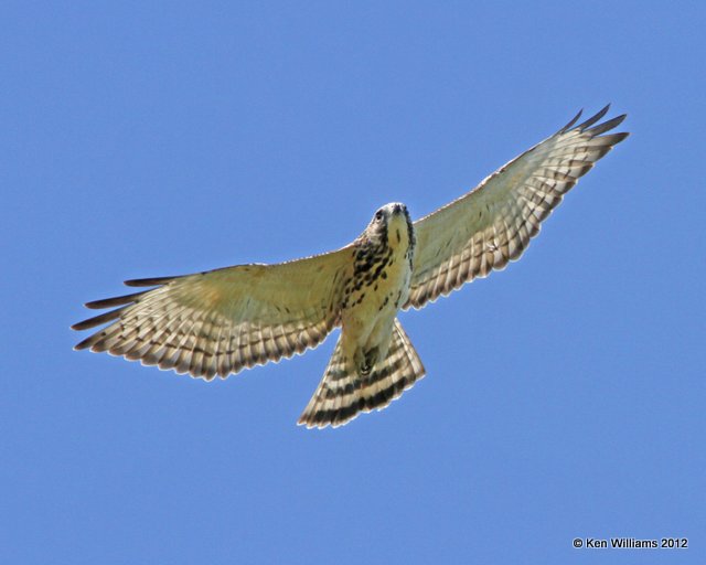 Broad-winged Hawk, Oologah Lake, Rogers Co, OK, 9-5-12, Ja_8164.jpg