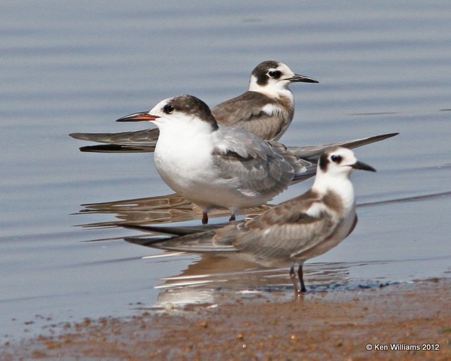 Black & Common Terns, Oologah Lake, Rogers Co, OK, 9-5-12, Ja_7754.jpg