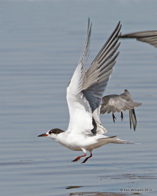 Common Tern, Oologah Lake, Rogers Co, OK, 9-5-12, Ja_7759.jpg