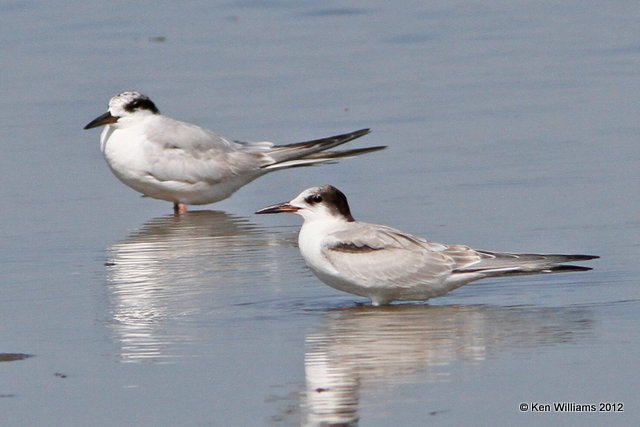 Common Terns right & Forster's left, Oologah Lake, Rogers Co, OK, 9-5-12, Ja_7584.jpg