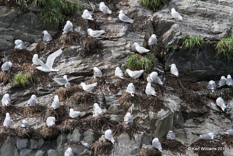 Black-legged Kittiwake nesting colony, Glacier Cruise, Whittier, AK, 6-9-12, Ja_15706.jpg