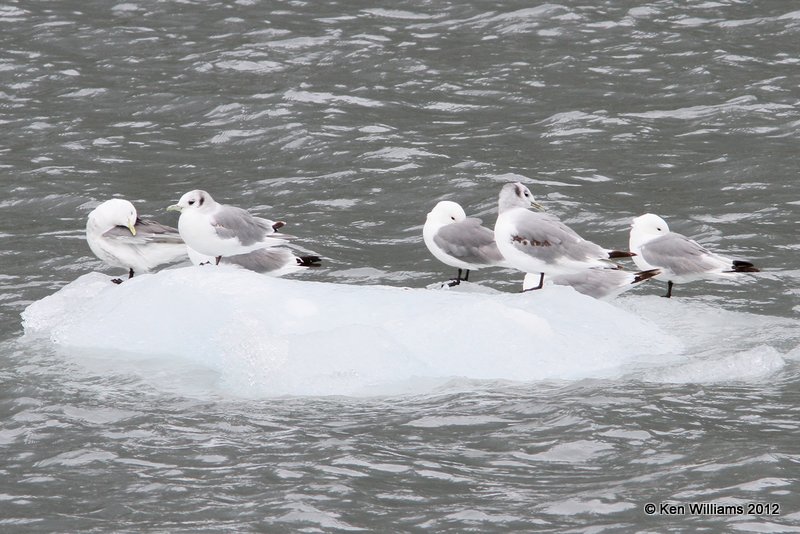 Black-legged Kittiwake, Glacier Tour, Whittier, AK, 6-9-12, Ja_15573.jpg