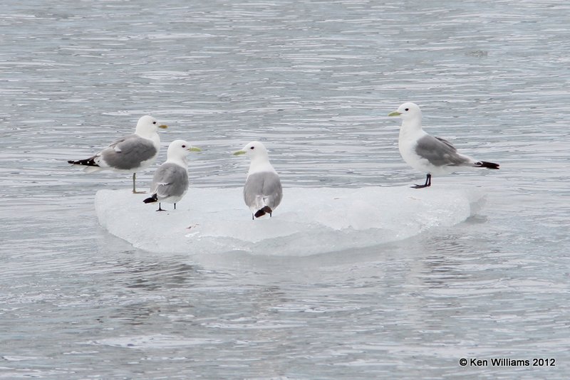 Black-legged Kittiwake,Glacier Tour, Whittier, AK, 6-9-12, Ja_15539.jpg