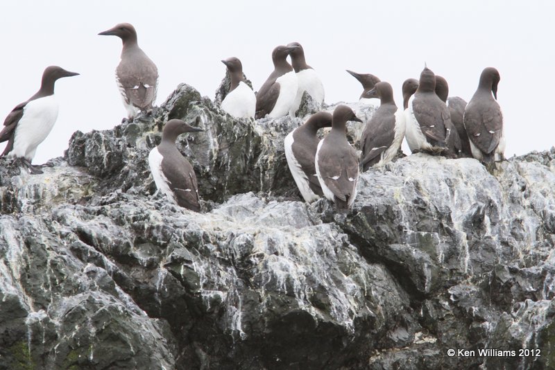 Common Murre, Gull Island, Homer, AK, 7-11-12, Ja_16299.jpg