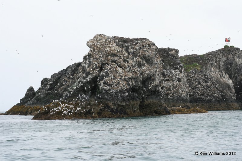 Gull Island, Homer, AK, 7-11-12, Ja_6326.jpg