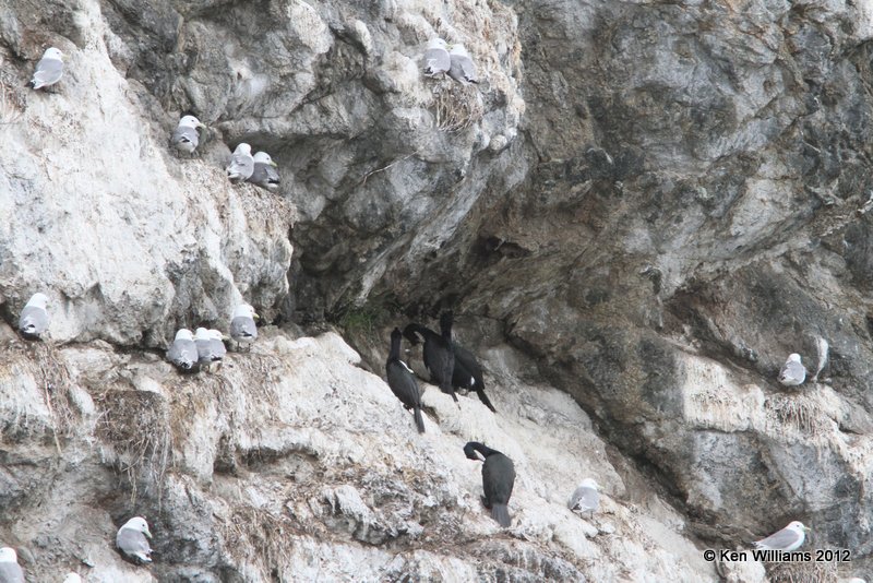 Pelagic Cormorant, Gull Island, Homer, AK, 7-11-12, Ja_16421.jpg