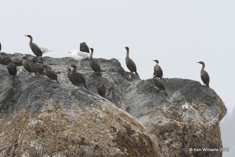 Pelagic Cormorant, Gull Island, Homer, AK, 7-11-12, Ja_16482.jpg