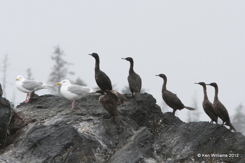 Pelagic Cormorant, Gull Island, Homer, AK, 7-11-12, Ja_16493.jpg