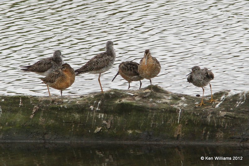 Short-billed Dowitchers & Lesser Yellowlegs, Potter Marsh, Anchorage, AK, 7-7-12, Ja_14800.jpg