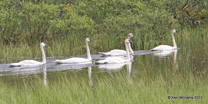 Trumpter Swans, Denali Highway, AK, 7-20-12, Ja2_17836.jpg