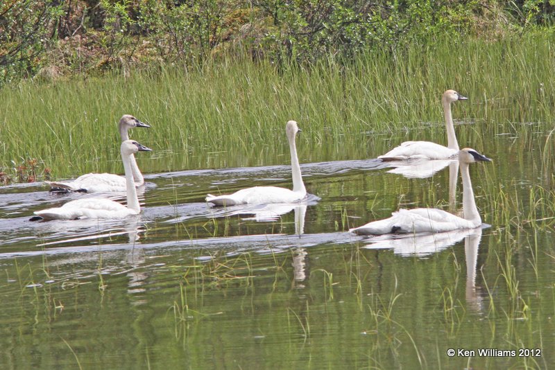 Trumpter Swans, Denali Highway, AK, 7-20-12, Ja2_17851.jpg