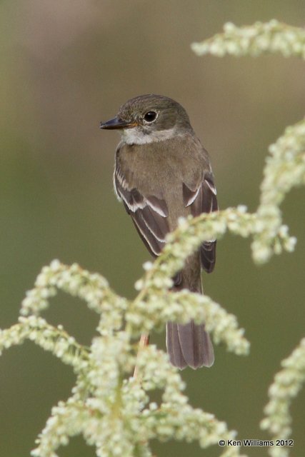 Alder Flycatcher, Creamer Fields, Fairbanks, AK, 7-25-12, Ja_19135.jpg