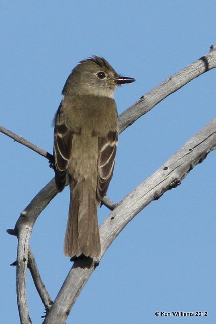 Alder Flycatcher, Tok, AK, 7-26-12, Ja_19907.jpg