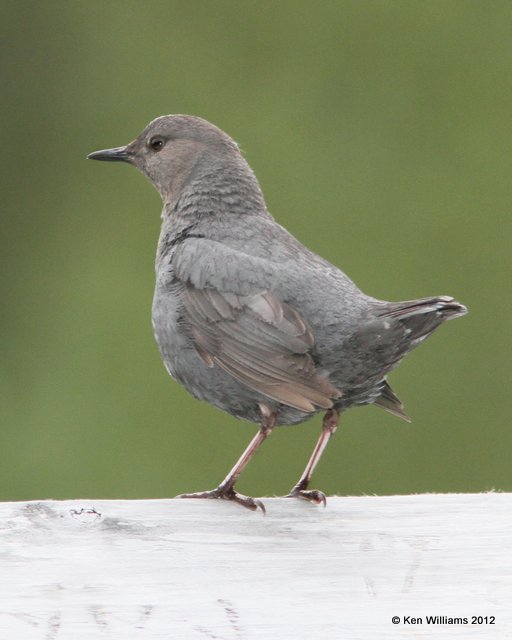 American Dipper, W. Whittier, AK, 6-10-12, Ja_15959.jpg